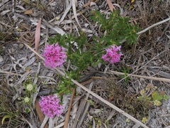 Pimelea rosea