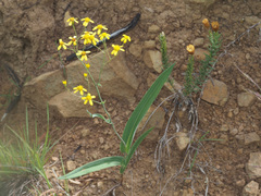 Senecio bupleuroides