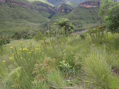 Inulanthera leucoclada