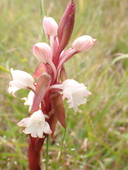 Satyrium acuminatum