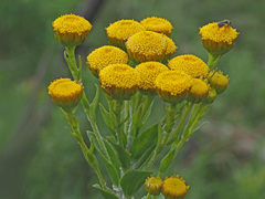 Inulanthera leucoclada