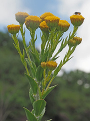 Inulanthera leucoclada