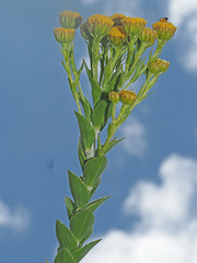 Inulanthera leucoclada