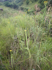 Inulanthera leucoclada