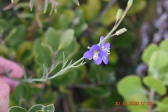 Heliophila linearis