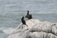 Microcarbo coronatus