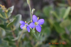 Heliophila linearis