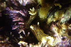 Polycera atra