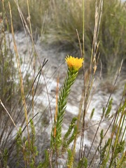 Lachnaea aurea