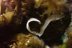 Polycera atra