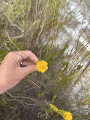 Lachnaea aurea