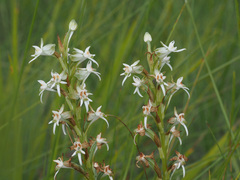 Habenaria dives