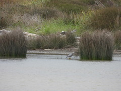 Egretta novaehollandiae novaehollandiae