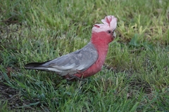 Eolophus roseicapilla albiceps