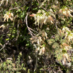 Erica lutea
