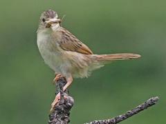 Cisticola
