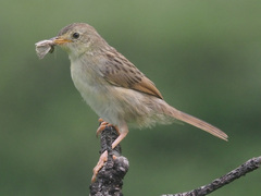Cisticola