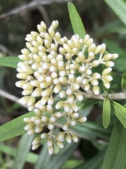 Ozothamnus argophyllus