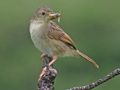 Cisticola
