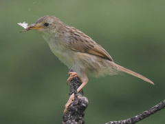 Cisticola