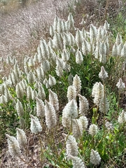 Ptilotus nobilis
