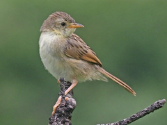 Cisticola