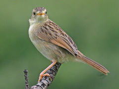 Cisticola