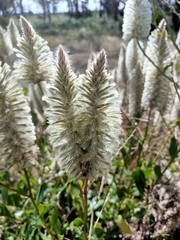 Ptilotus nobilis