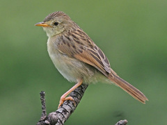 Cisticola