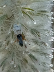 Ptilotus nobilis