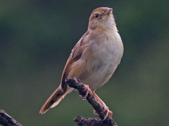 Cisticola
