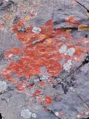 Flavoplaca
