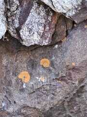 Flavoplaca
