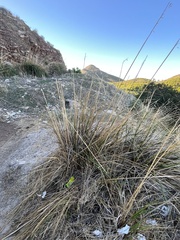 Ampelodesmos mauritanicus