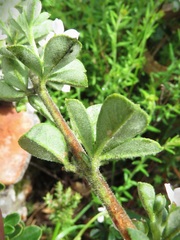 Zieria robusta