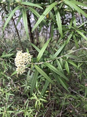 Ozothamnus argophyllus