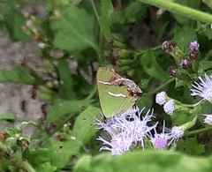 Chlorostrymon simaethis