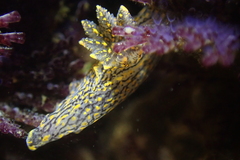 Polycera atra
