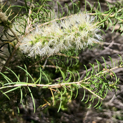 Melaleuca armillaris