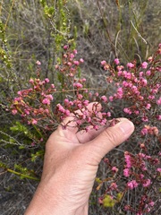 Erica spumosa