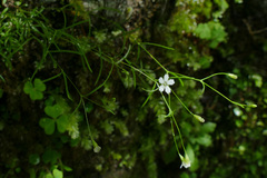 Heliosperma pusillum