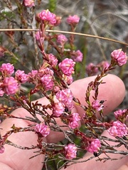 Erica spumosa