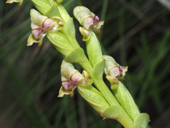 Disperis cardiophora