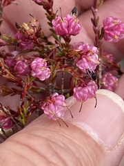 Erica spumosa