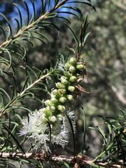 Melaleuca armillaris