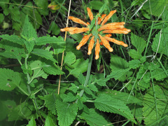 Leonotis ocymifolia