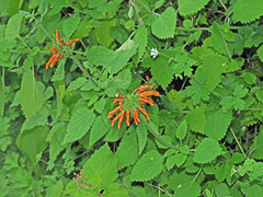 Leonotis ocymifolia