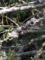Melaleuca armillaris