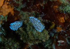 Antiopella capensis