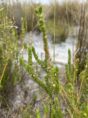 Image of Cliffortia subsetacea by (c) Charleen Brunke, some rights reserved (CC BY)